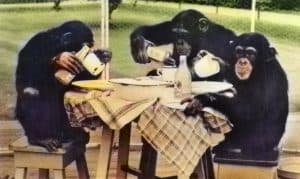 How Is It That This Brainwashing Thing Works So Well? 4 Monkeys Eating